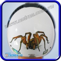 Mũ Bảo Hiểm 3D Spider ATN04G-3D/73